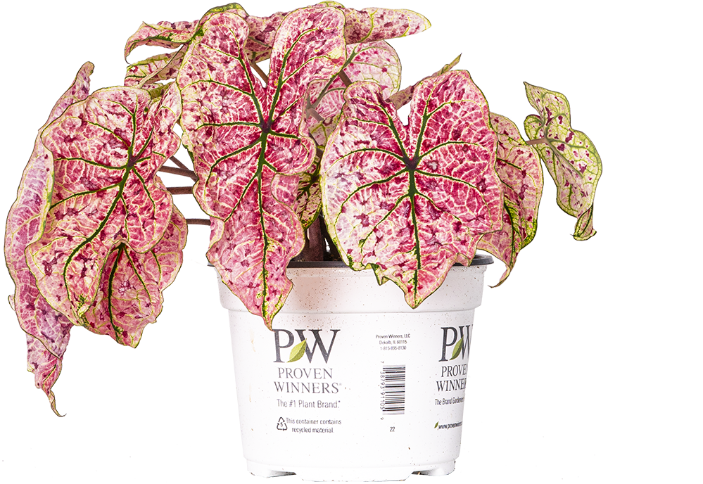 Caladium Splash of Wine (M)