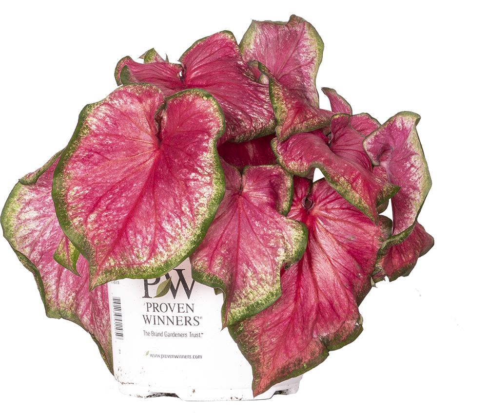 Caladium Tickle Me Pink (M)