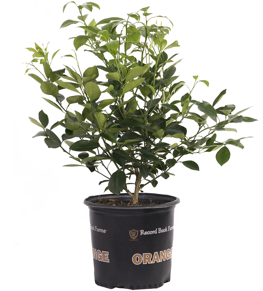 Calamondin Orange Tree (XL)