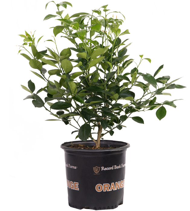 Calamondin Orange Tree | 10