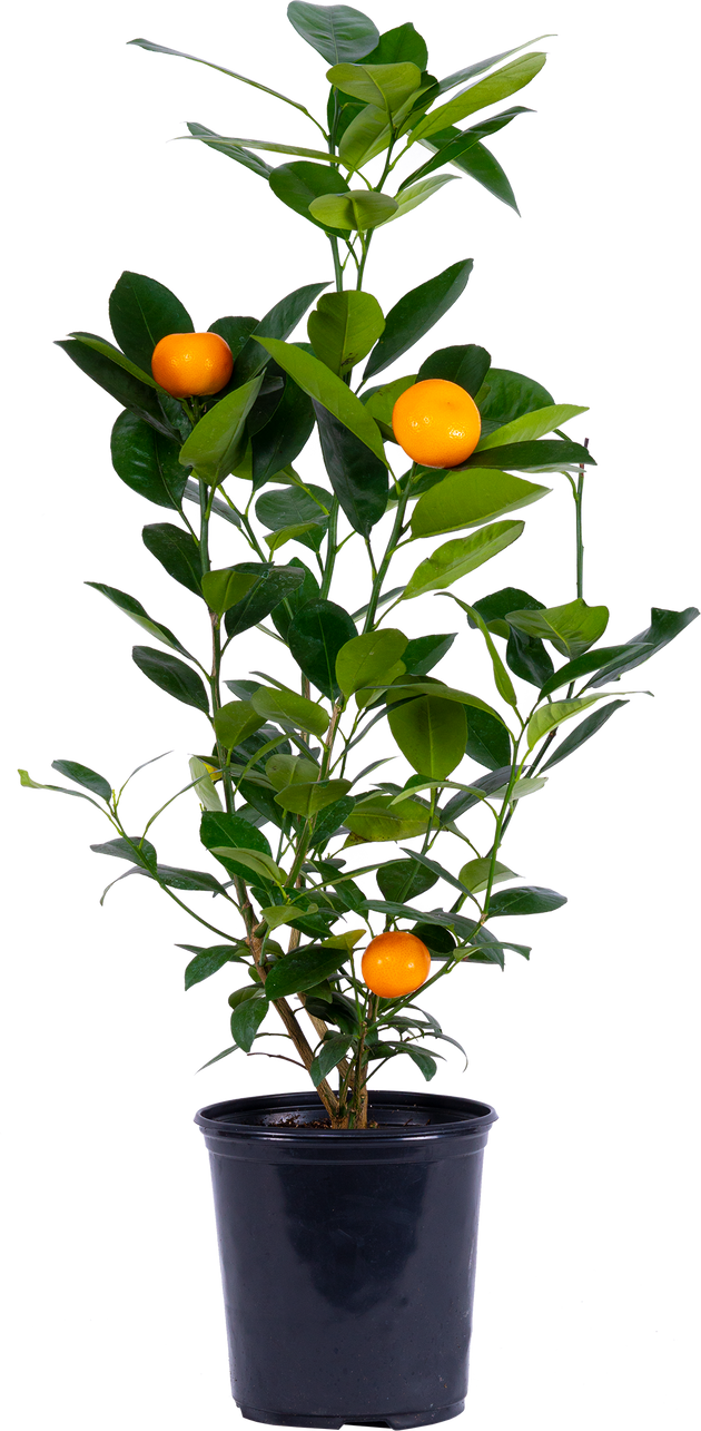 calamondin orange tree for sale canada Calamondin Orange Tree | 12.5" Pot | Garden Plant