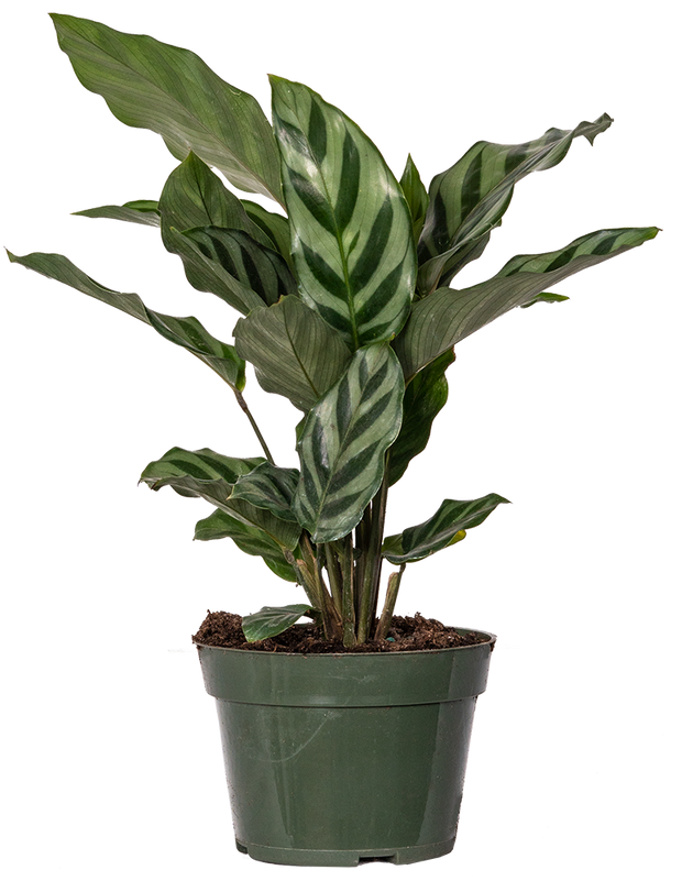 Calathea Freddie | 4