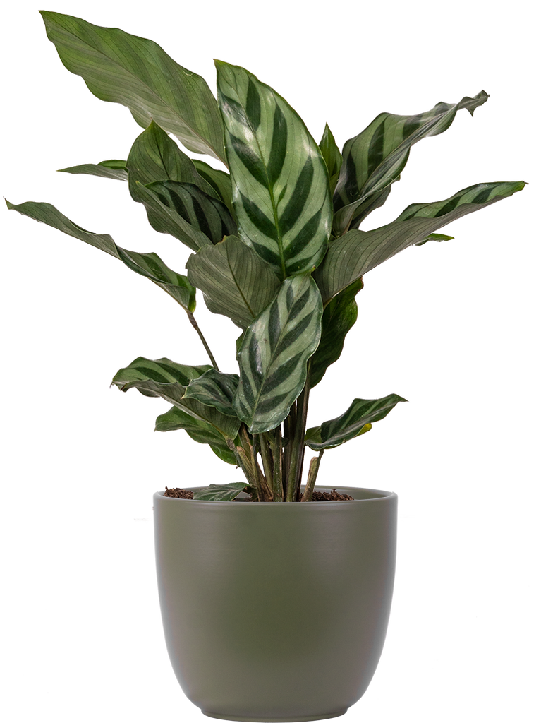 Calathea Freddie | 4