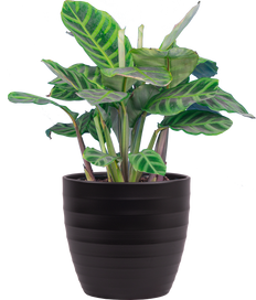 Calathea Warszewiczii | Calathea Zebrina (M)