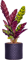 Calathea Lancifolia | Rattlesnake (S)
