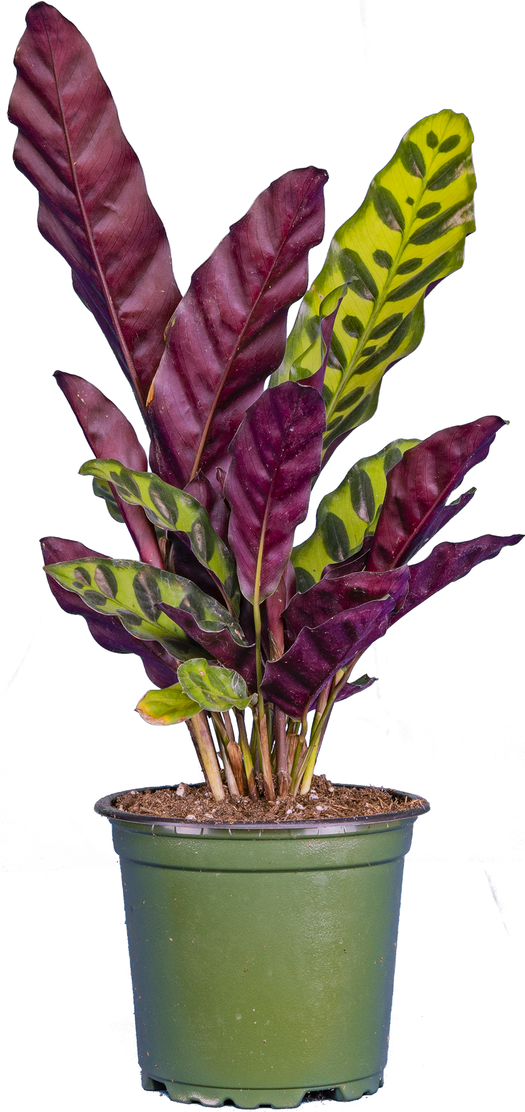 Calathea Lancifolia | Rattlesnake (S)