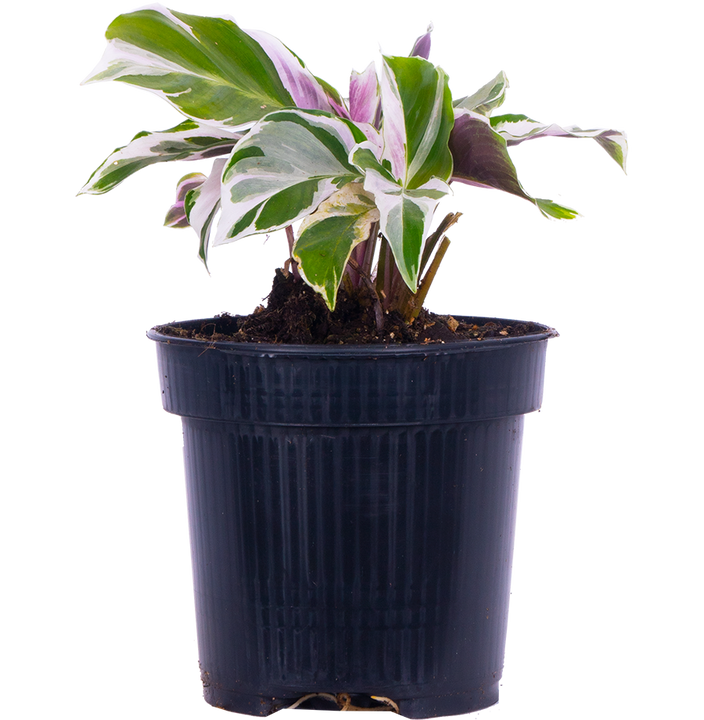 Calathea Leitzei | White Fusion (S)