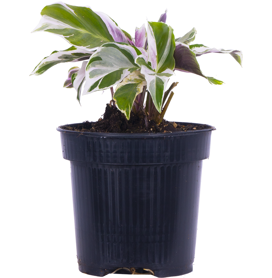 Calathea Leitzei | White Fusion (S)