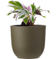 Calathea Leitzei | White Fusion (S)