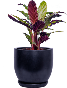 Calathea Rufibarba (M)