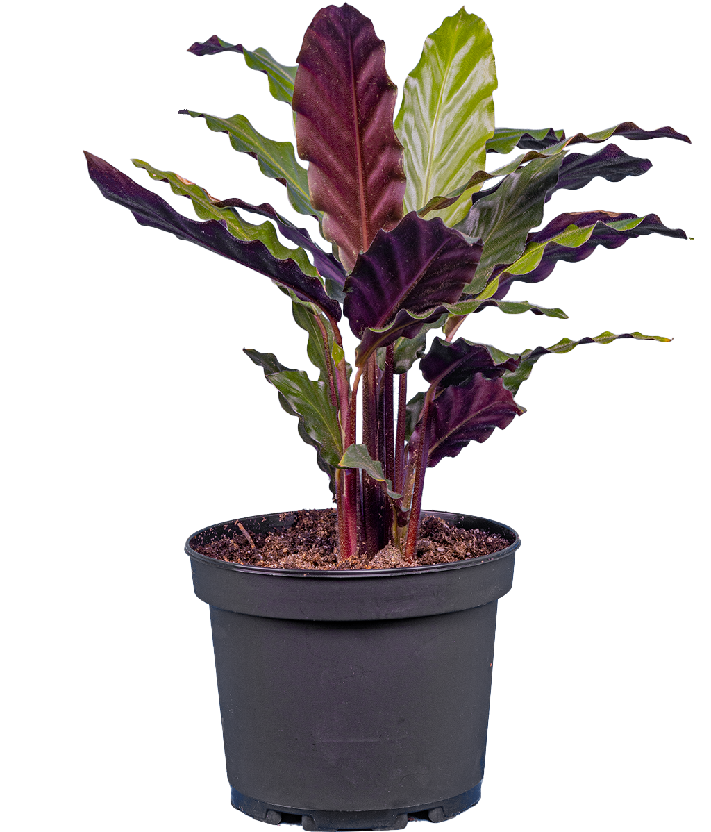 Calathea Rufibarba (M)