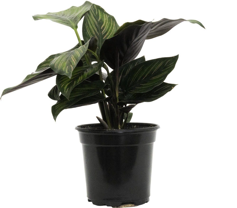 Calathea Beauty Star (S)