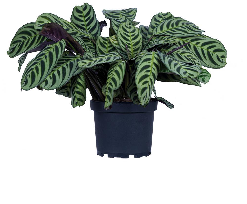 Ctenanthe Burle Marx | Prayer plant (M)