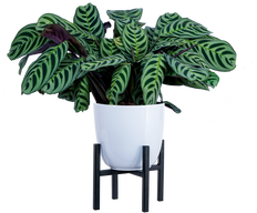 Ctenanthe Burle Marx | Prayer plant (M)