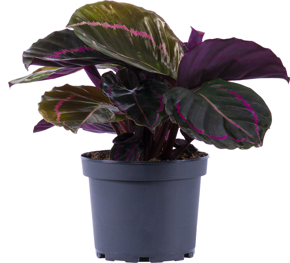 Calathea Roseopicta Black Dottie (M)