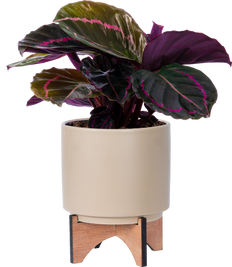 Calathea Roseopicta Black Dottie (M)
