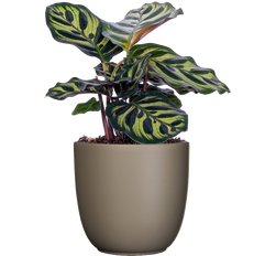 Calathea Makoyana | Peacock Plant (S)