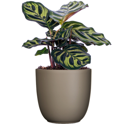 Calathea Makoyana | Peacock Plant (S)