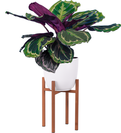 Calathea Medallion (M)