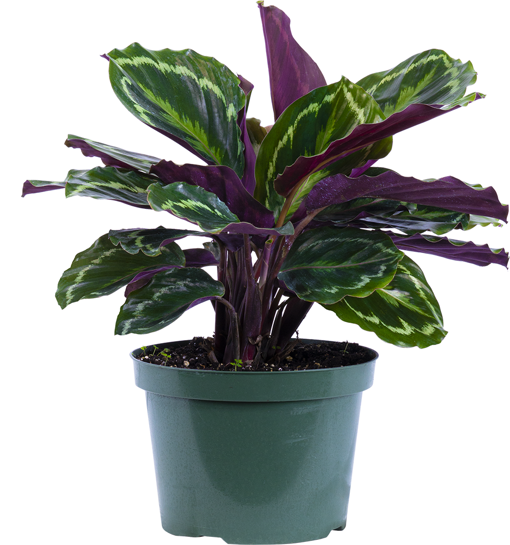 Calathea Medallion (L)