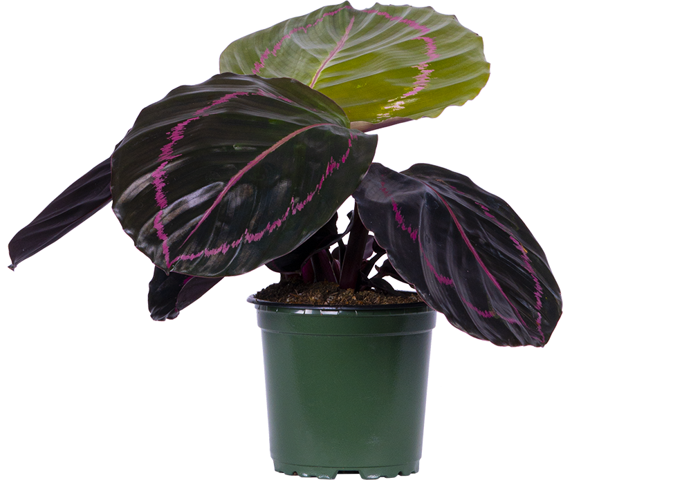 Calathea Roseopicta Dottie (S)