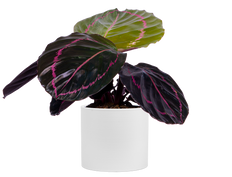 Calathea Roseopicta Dottie (S)