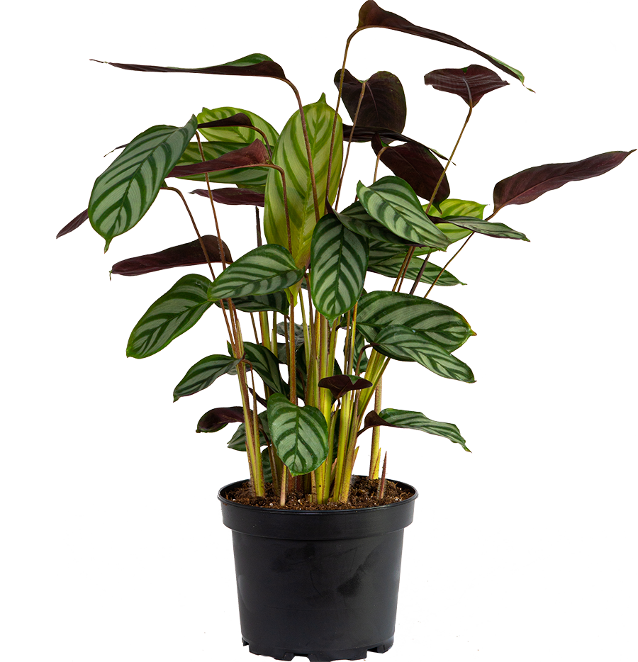 Ctenanthe Oppenheimiana | Prayer plant (M)