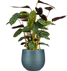 Ctenanthe Oppenheimiana | Prayer plant (M)