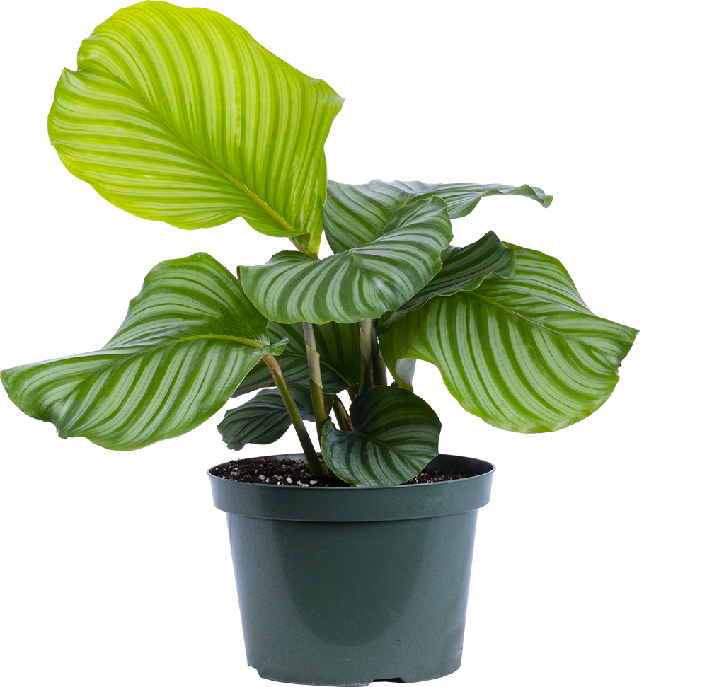 Calathea Orbifolia (L)