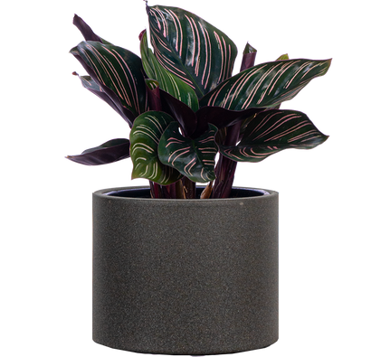 Calathea Ornata (S)
