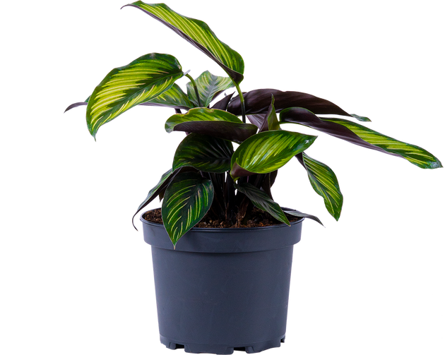 beauty star prayer plant Calathea Beauty Star | 6" Pot | Pet Friendly Houseplant