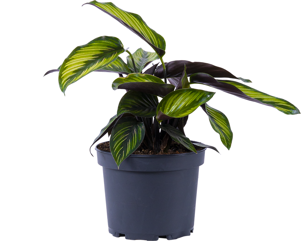 Calathea Beauty Star (M)