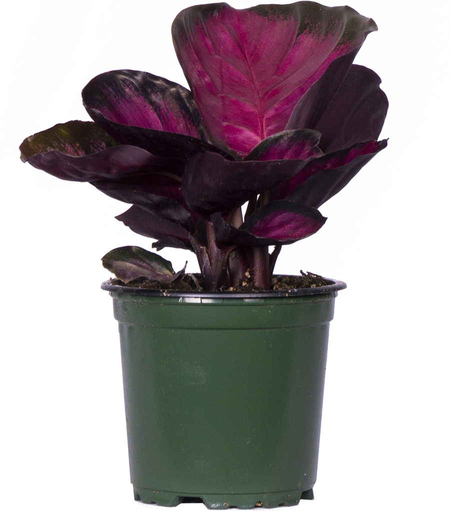 Calathea Roseopicta Rosy (S)