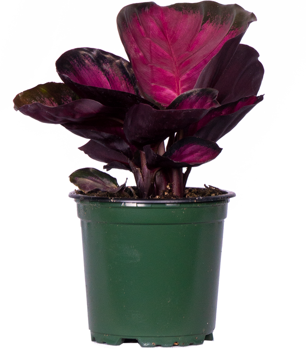 calathea viola Calathea Roseopicta Rosy | 4