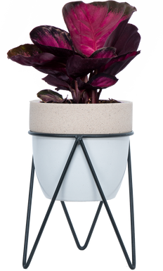 Calathea Roseopicta Rosy (S)