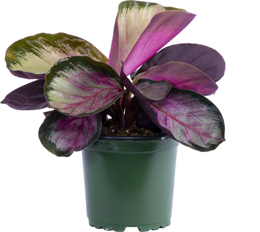 Calathea Roseopicta Silvia (S)