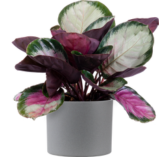 Calathea Roseopicta Corona (M)