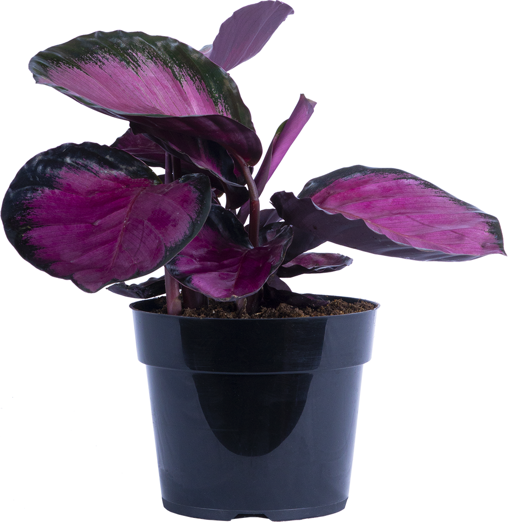 Calathea Roseopicta Rosy (M)
