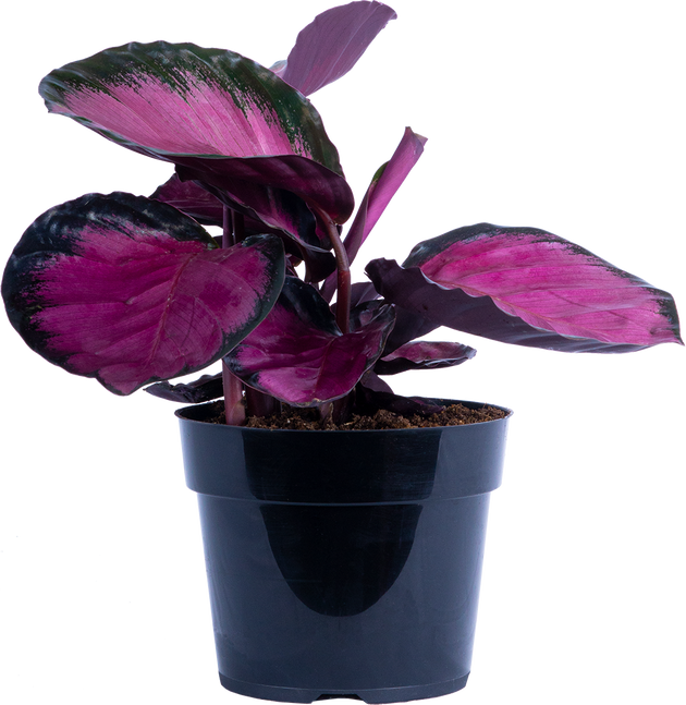 Calathea Roseopicta Rosy | 6