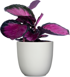 Calathea Roseopicta Rosy (M)