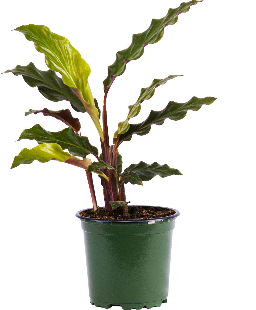 Calathea Rufibarba (S)
