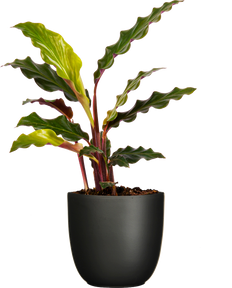 Calathea Rufibarba (S)