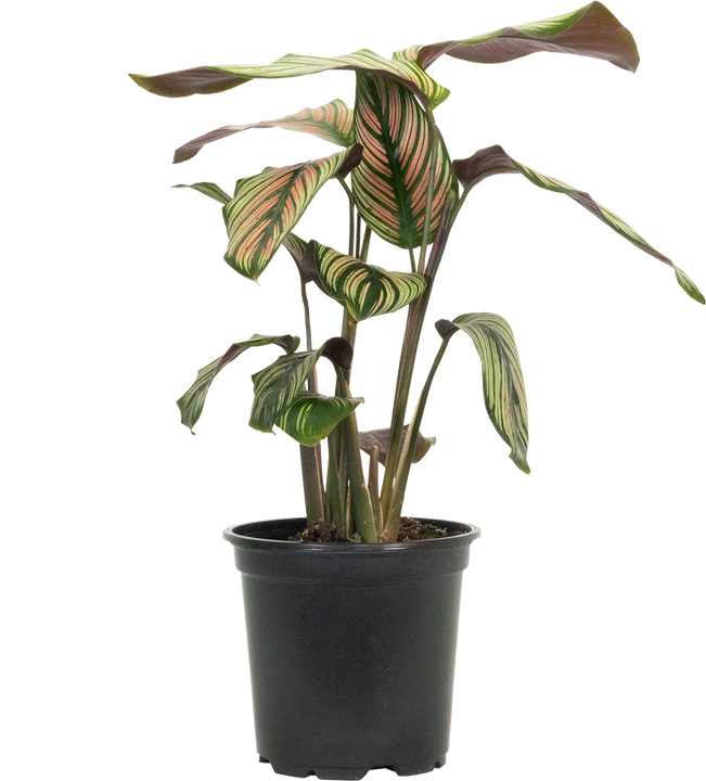 Calathea White Star (S)