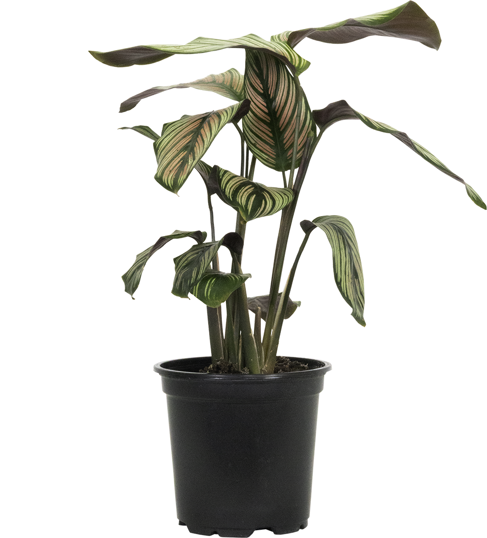 Calathea White Star (S)