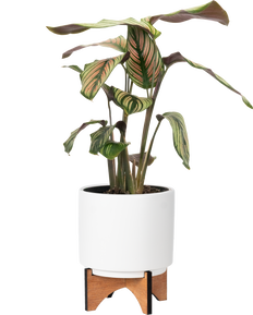 Calathea White Star (S)