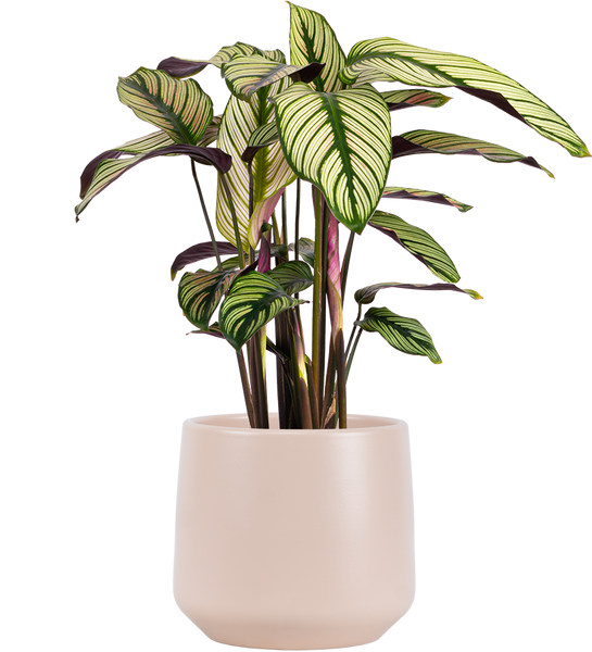 Calathea White Star | 6