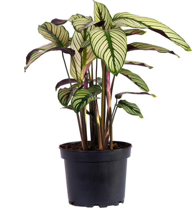 Calathea White Star (M)