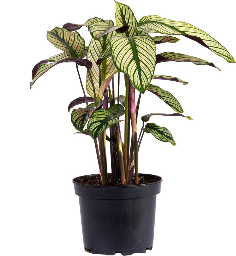 Calathea White Star (M)