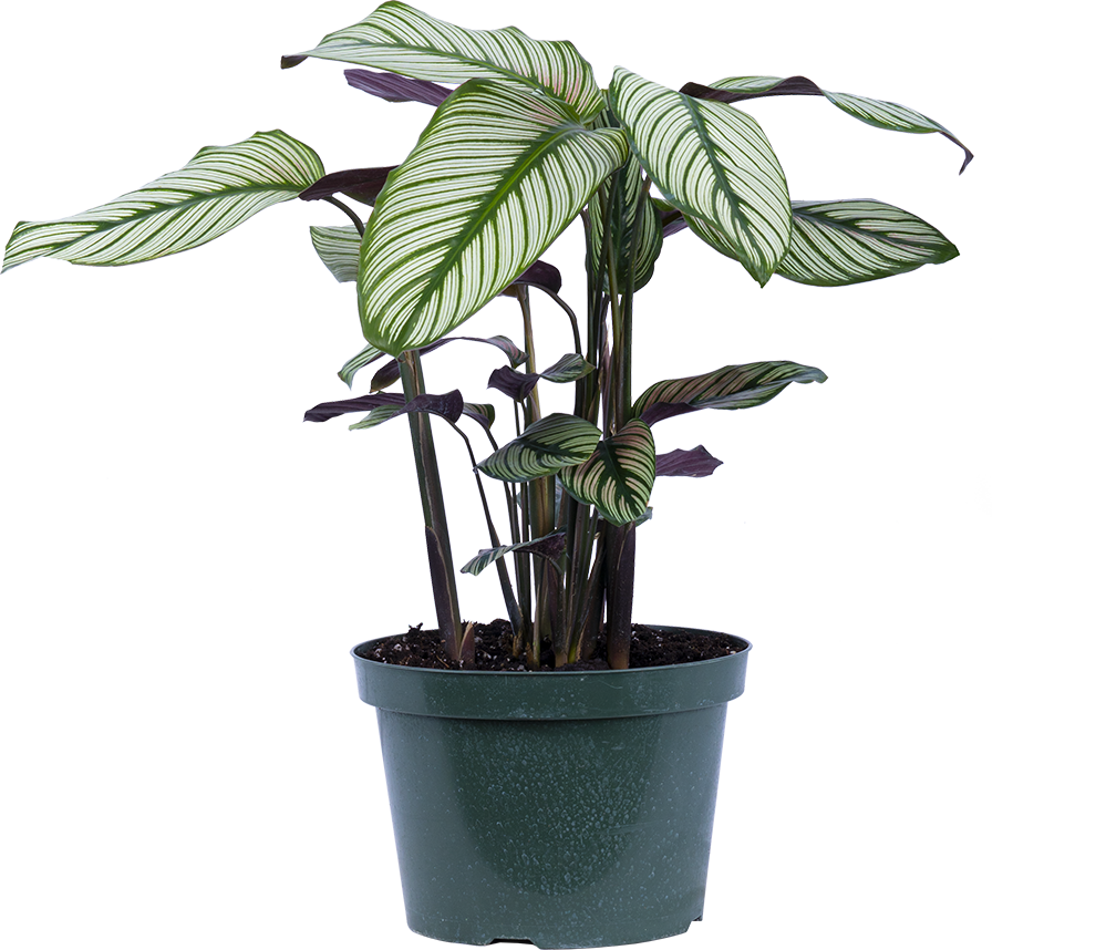 Calathea White Star (L)