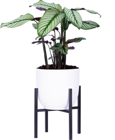 Calathea White Star (L)